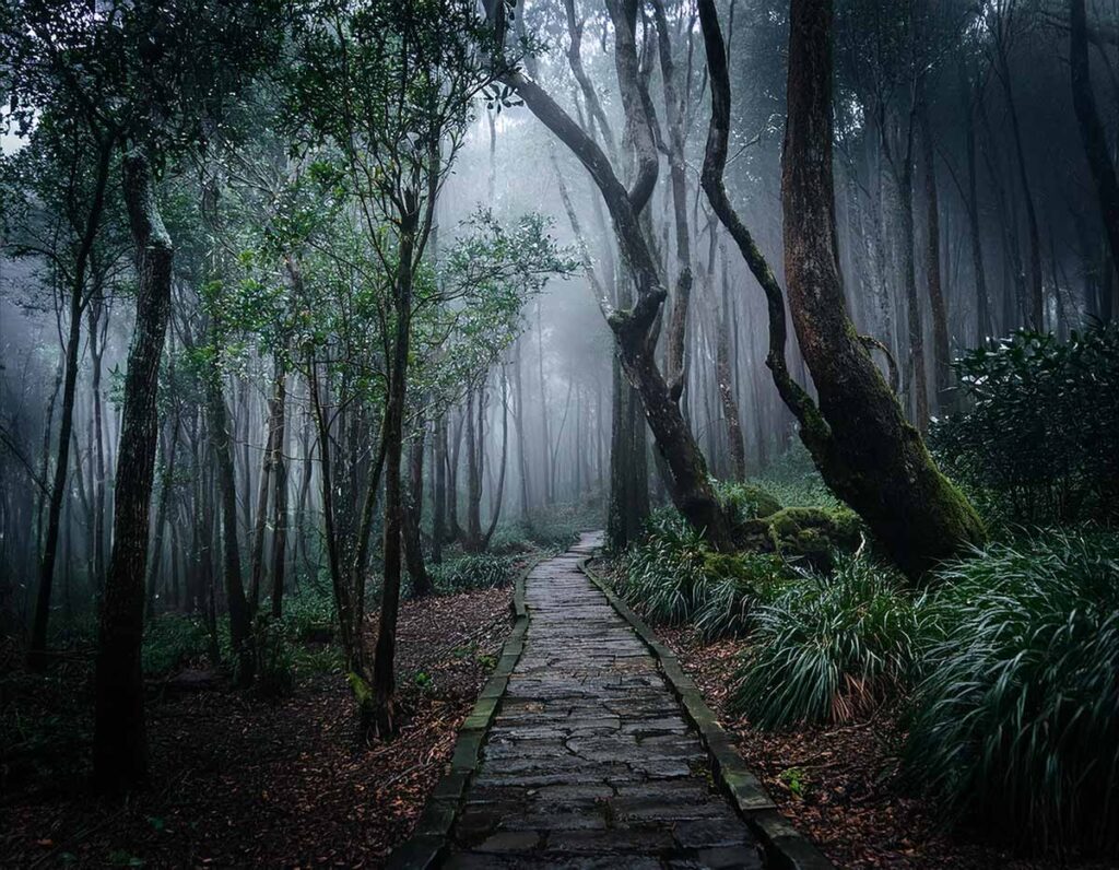 path through a dark forest